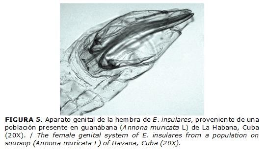 FIGURA 5. Aparato genital de la hembra de E. insulares, proveniente de una población presente en guanábana (Annona muricata L) de La Habana, Cuba (20X). / The female genital system of E. insulares from a population on soursop (Annona muricata L) of Havana, Cuba (20X).