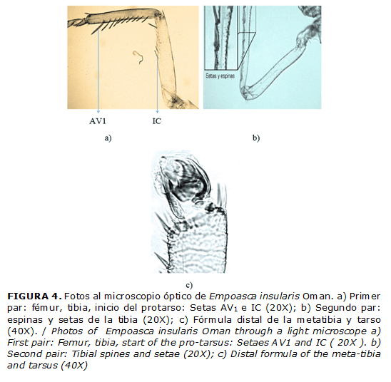 FIGURA 4. Fotos al microscopio óptico de Empoasca insularis Oman. a) Primer par: fémur, tibia, inicio del protarso: Setas AV1 e IC (20X); b) Segundo par: espinas y setas de la tibia (20X); c) Fórmula distal de la metatibia y tarso (40X). / Photos of Empoasca insularis Oman through a light microscope a) First pair: Femur, tibia, start of the pro-tarsus: Setaes AV1 and IC ( 20X ). b) Second pair: Tibial spines and setae (20X); c) Distal formula of the meta-tibia and tarsus (40X)