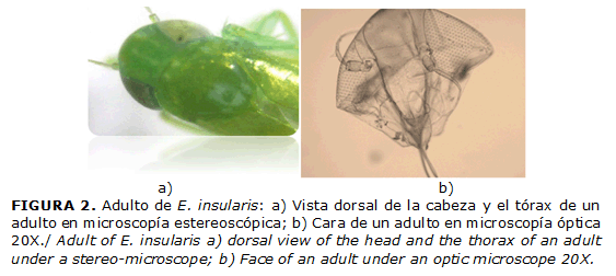 FIGURA 2. Adulto de E. insularis: a) Vista dorsal de la cabeza y el tórax de un adulto en microscopía estereoscópica; b) Cara de un adulto en microscopía óptica 20X./ Adult of E. insularis a) dorsal view of the head and the thorax of an adult under a stereo-microscope; b) Face of an adult under an optic microscope 20X.