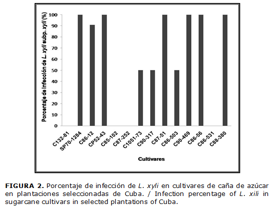 FIGURA 2. Porcentaje de infección de L. xyli en cultivares de caña de azúcar en plantaciones seleccionadas de Cuba. / Infection percentage of L. xili in sugarcane cultivars in selected plantations of Cuba.