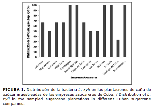 FIGURA 1. Distribución de la bacteria L. xyli en las plantaciones de caña de azúcar muestreadas de las empresas azucareras de Cuba. / Distribution of L. xyli in the sampled sugarcane plantations in different Cuban sugarcane companies.