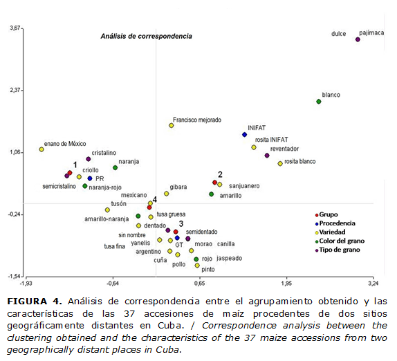 FIGURA 4. Análisis de correspondencia entre el agrupamiento obtenido y las características de las 37 accesiones de maíz procedentes de dos sitios geográficamente distantes en Cuba. / Correspondence analysis between the clustering obtained and the characteristics of the 37 maize accessions from two geographically distant places in Cuba.