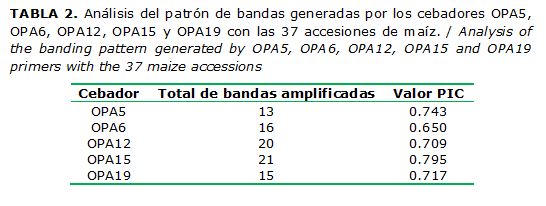 TABLA 2. Análisis del patrón de bandas generadas por los cebadores OPA5, OPA6, OPA12, OPA15 y OPA19 con las 37 accesiones de maíz. / Analysis of the banding pattern generated by OPA5, OPA6, OPA12, OPA15 and OPA19 primers with the 37 maize accessions