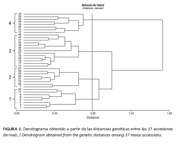 FIGURA 3. Dendrograma obtenido a partir de las distancias genéticas entre las 37 accesiones de maíz. / Dendrogram obtained from the genetic distances among 37 maize accessions.