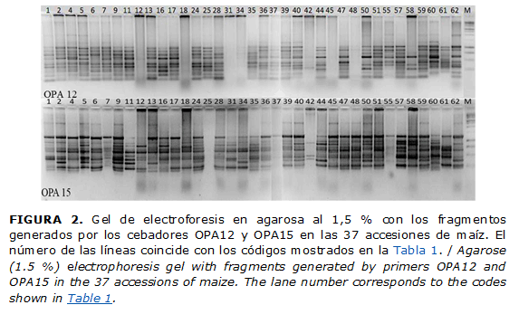 FIGURA 2. Gel de electroforesis en agarosa al 1,5 % con los fragmentos generados por los cebadores OPA12 y OPA15 en las 37 accesiones de maíz. El número de las líneas coincide con los códigos mostrados en la Tabla 1. / Agarose (1.5 %) electrophoresis gel with fragments generated by primers OPA12 and OPA15 in the 37 accessions of maize. The lane number corresponds to the codes shown in Table 1.