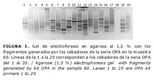 FIGURA 1. Gel de electroforesis en agarosa al 1,5 % con los fragmentos generados por los cebadores de la serie OPA en la muestra 60. Líneas de la 1 a la 20 corresponden a los cebadores de la serie OPA del 1 al 20. / Agarose (1.5 %) electrophoresis gel with fragments generated by kit OPA in the sample 60. Lanes 1 to 20 are OPA kit primers 1 to 20