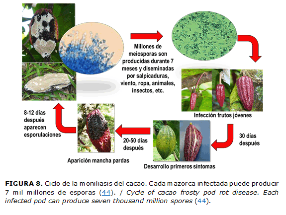 FIGURA 8. Ciclo de la moniliasis del cacao. Cada mazorca infectada puede producir 7 mil millones de esporas (44). / Cycle of cacao frosty pod rot disease. Each infected pod can produce seven thousand million spores (44).