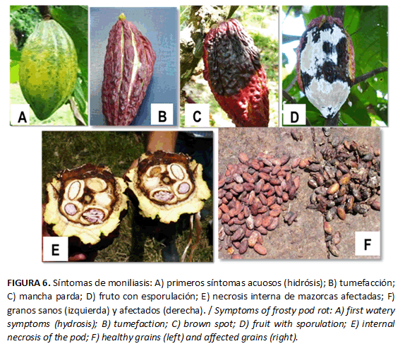 FIGURA 6. Síntomas de moniliasis: A) primeros síntomas acuosos (hidrósis); B) tumefacción; C) mancha parda; D) fruto con esporulación; E) necrosis interna de mazorcas afectadas; F) granos sanos (izquierda) y afectados (derecha). / Symptoms of frosty pod rot: A) first watery symptoms (hydrosis); B) tumefaction; C) brown spot; D) fruit with sporulation; E) internal necrosis of the pod; F) healthy grains (left) and affected grains (right).