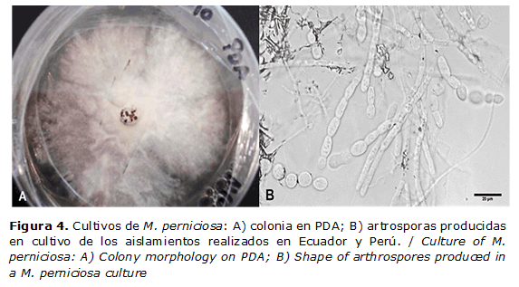 Figura 4. Cultivos de M. perniciosa: A) colonia en PDA; B) artrosporas producidas en cultivo de los aislamientos realizados en Ecuador y Perú. / Culture of M. perniciosa: A) Colony morphology on PDA; B) Shape of arthrospores produced in a M. perniciosa culture