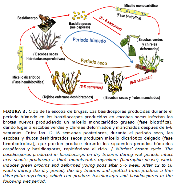 FIGURA 3. Ciclo de la escoba de brujas. Las basidiosporas producidas durante el periodo húmedo en los basidiocarpos producidos en escobas secas infectan los brotes nuevos produciendo un micelio monocariótico grueso (fase biotrófica), dando lugar a escobas verdes y chireles deformados y manchados después de 5-6 semanas. Entre las 12-16 semanas posteriores, durante el periodo seco, las escobas y frutos deshidratados secos producen micelio dicariótico delgado (fase hemibiotrófica), que pueden producir durante los siguientes periodos húmedos carpóforos y basidiosporas, repitiéndose el ciclo. / Witches’ broom cycle. The basidiospores produced in basidiocarps on dry brooms during wet periods infect new shoots producing a thick monokariotic mycelium (biotrophic phase) which induces green brooms and deformed young pods after 5-6 week. After 12 to 16 weeks during the dry period, the dry brooms and spotted fruits produce a thin dikaryiotic mycelium, which can produce basidiocarps and basidiospores in the following wet period.