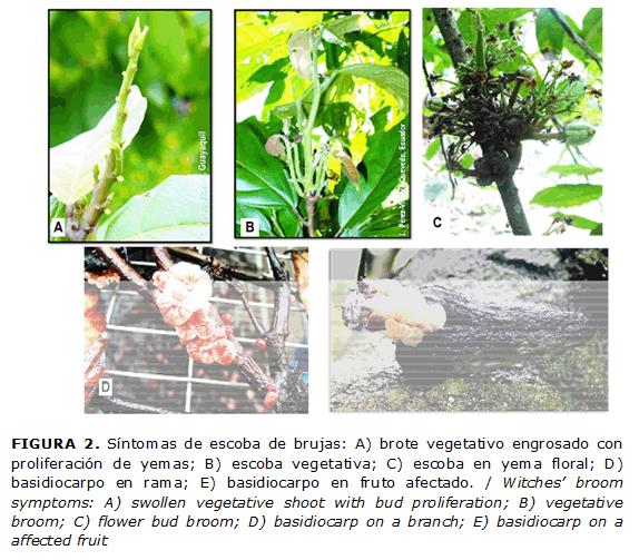 FIGURA 2. Síntomas de escoba de brujas: A) brote vegetativo engrosado con proliferación de yemas; B) escoba vegetativa; C) escoba en yema floral; D) basidiocarpo en rama; E) basidiocarpo en fruto afectado. / Witches’ broom symptoms: A) swollen vegetative shoot with bud proliferation; B) vegetative broom; C) flower bud broom; D) basidiocarp on a branch; E) basidiocarp on a affected fruit