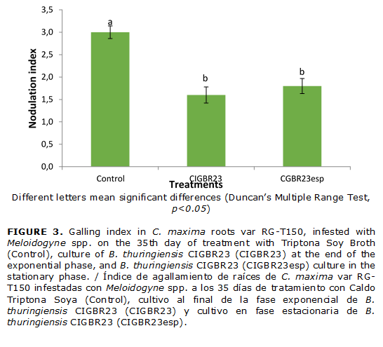 FIGURE 3. Galling index in C. maxima roots var RG-T150, infested with Meloidogyne spp. on the 35th day of treatment with Triptona Soy Broth (Control), culture of B. thuringiensis CIGBR23 (CIGBR23) at the end of the exponential phase, and B. thuringiensis CIGBR23 (CIGBR23esp) culture in the stationary phase. / Índice de agallamiento de raíces de C. maxima var RG-T150 infestadas con Meloidogyne spp. a los 35 días de tratamiento con Caldo Triptona Soya (Control), cultivo al final de la fase exponencial de B. thuringiensis CIGBR23 (CIGBR23) y cultivo en fase estacionaria de B. thuringiensis CIGBR23 (CIGBR23esp).
