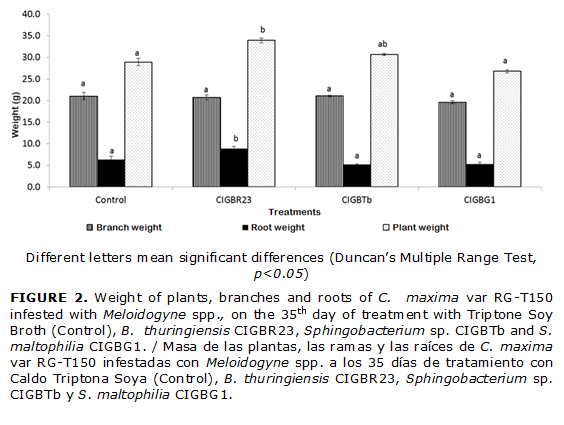 FIGURE 2. Weight of plants, branches and roots of C. maxima var RG-T150 infested with Meloidogyne spp., on the 35th day of treatment with Triptone Soy Broth (Control), B. thuringiensis CIGBR23, Sphingobacterium sp. CIGBTb and S. maltophilia CIGBG1. / Masa de las plantas, las ramas y las raíces de C. maxima var RG-T150 infestadas con Meloidogyne spp. a los 35 días de tratamiento con Caldo Triptona Soya (Control), B. thuringiensis CIGBR23, Sphingobacterium sp. CIGBTb y S. maltophilia CIGBG1.