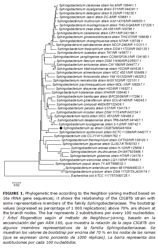 FIGURE 1. Phylogenetic tree according to the Neighbor-joining method based on 16s rRNA gene sequences; it shows the relationship of the CIGBTb strain with some representative members of the family Sphingobacteriaceae. The bootstrap values (expressed as percentage of 1 000 replications) above 70% are shown at the branch nodes. The bar represents 2 substitutions per every 100 nucleotides. / Árbol filogenético según el método de Neighbour-joining, basado en la secuenciación del gen ARN 16S, que muestra la relación de la cepa CIGBTb con algunos miembros representativos de la familia Sphingobacteriaceae. Se muestran los valores de bootstrap por encima del 70 % en los nodos de las ramas (que se expresan como porciento de 1000 réplicas). La barra representa dos sustituciones por cada 100 nucleótidos.