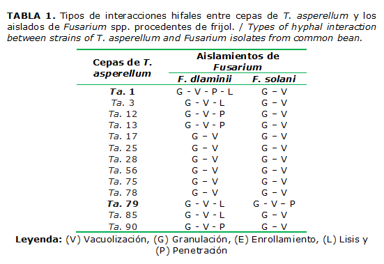 TABLA 1. Tipos de interacciones hifales entre cepas de T. asperellum y los aislados de Fusarium spp. procedentes de frijol. / Types of hyphal interaction between strains of T. asperellum and Fusarium isolates from common bean.