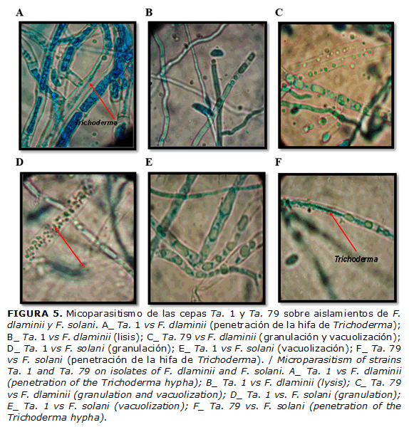 FIGURA 5. Micoparasitismo de las cepas Ta. 1 y Ta. 79 sobre aislamientos de F. dlaminii y F. solani. A_ Ta. 1 vs F. dlaminii (penetración de la hifa de Trichoderma); B_ Ta. 1 vs F. dlaminii (lisis); C_ Ta. 79 vs F. dlaminii (granulación y vacuolización); D_ Ta. 1 vs F. solani (granulación); E_ Ta. 1 vs F. solani (vacuolización); F_ Ta. 79 vs F. solani (penetración de la hifa de Trichoderma). / Microparasitism of strains Ta. 1 and Ta. 79 on isolates of F. dlaminii and F. solani. A_ Ta. 1 vs F. dlaminii (penetration of the Trichoderma hypha); B_ Ta. 1 vs F. dlaminii (lysis); C_ Ta. 79 vs F. dlaminii (granulation and vacuolization); D_ Ta. 1 vs. F. solani (granulation); E_ Ta. 1 vs F. solani (vacuolization); F_ Ta. 79 vs. F. solani (penetration of the Trichoderma hypha).