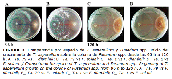 FIGURA 3. Competencia por espacio de T. asperellum y Fusarium spp. Inicio del crecimiento de T. asperellum sobre la colonia de Fusarium spp. desde las 96 h a 120 h, A_ Ta. 79 vs F.dlaminii; B_ Ta. 79 vs F. solani; C_ Ta. 1 vs F. dlaminii; D_ Ta. 1 vs F. solani. / Competition for space of T. asperellum and Fusarium spp. Beginning of T. asperellum growth on the colony of Fusarium spp. from 96 h to 120 h, A_ Ta. 79 vs F. dlaminii; B_ Ta. 79 vs F. solani; C_ Ta. 1 vs F. dlaminii; D_ Ta. 1 vs F. solani.