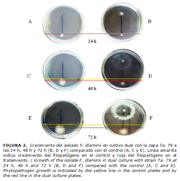 FIGURA 2. Crecimiento del aislado F. dlaminii en cultivo dual con la cepa Ta. 79 a las 24 h, 48 h y 72 h (B, D y F) comparado con el control (A, C y E). Línea amarilla indica crecimiento del fitopatógeno en el control y roja del fitopatógeno en el tratamiento. / Growth of the isolate F. dlaminii in dual culture with strain Ta. 79 at 24 h, 48 h and 72 h (B, D and F) compared with the control (A, C and E). Phytopathogen growth is indicated by the yellow line in the control plates and by the red line in the dual culture plates.