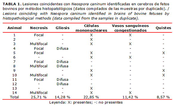 TABLA 1. Lesiones coincidentes con Neospora caninum identificadas en cerebros de fetos bovinos por métodos histopatológicos (datos compilados de las muestras por duplicado). / Lesions coinciding with Neospora caninum identified in brains of bovine fetuses by histopathological methods (data compiled from the samples in duplicate).