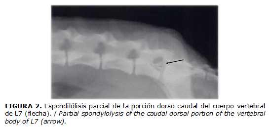 FIGURA 2. Espondilólisis parcial de la porción dorso caudal del cuerpo vertebral de L7 (flecha). / Partial spondylolysis of the caudal dorsal portion of the vertebral body of L7 (arrow).