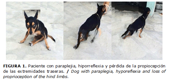 FIGURA 1. Paciente con paraplejia, hiporreflexia y pérdida de la propiocepción de las extremidades traseras. / Dog with paraplegia, hyporeflexia and loss of proprioception of the hind limbs.