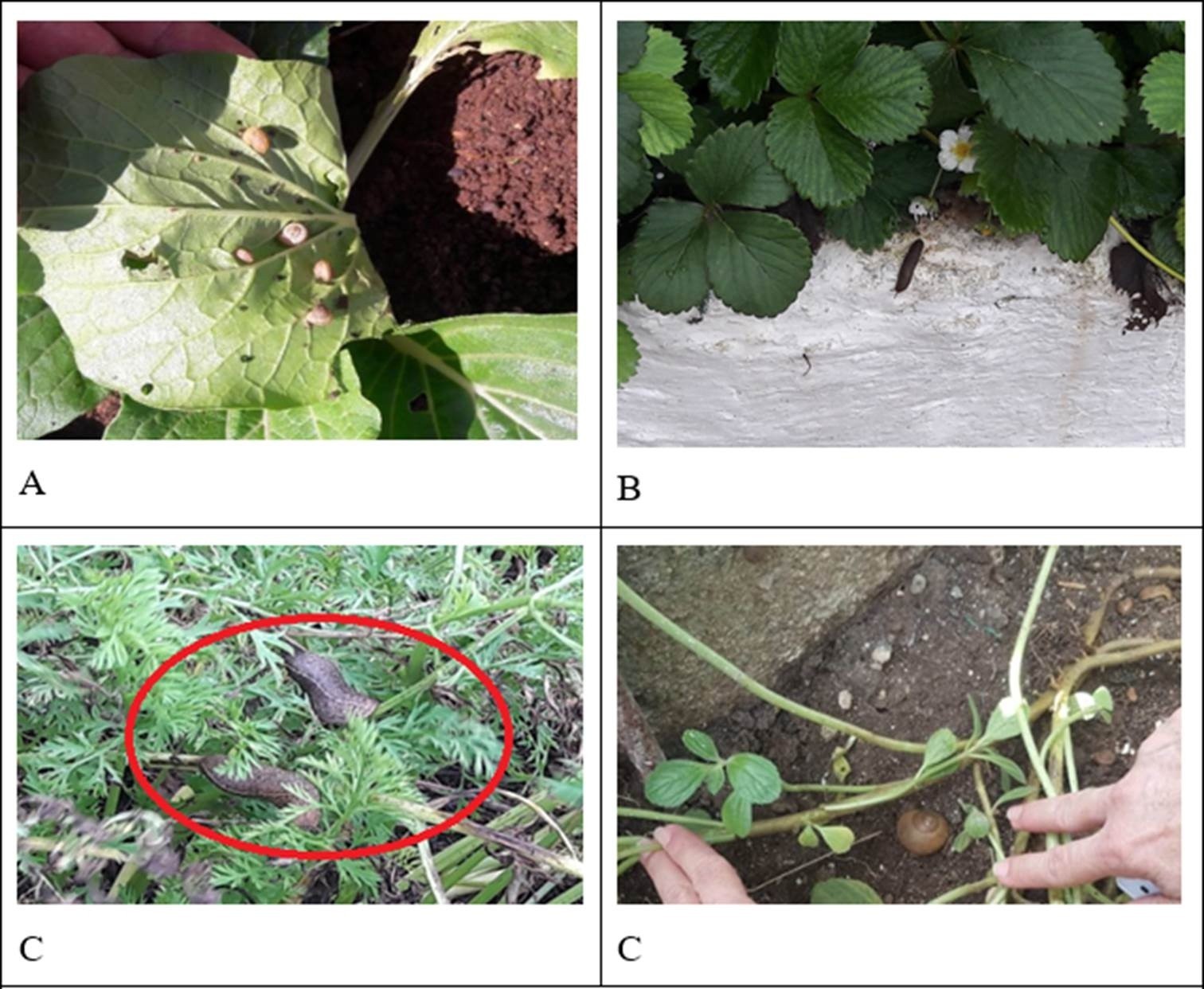 Infestaciones de moluscos plagas en cultivos en dos municipios de la Provincia Cienfuegos, Cuba. A) Infestación de P. griseola en acelga (B. vulgaris), en Cienfuegos. B) Infestación de L. floridana en fresa (F. vesca), en Cruces. C) Infestación de L. floridana en zanahoria (D. carota), en Cruces. D). Infestación en rábano (Raphanus sativus L.), en Cienfuegos. (Imágenes tomadas por M. Nodarse, 2018). / Crops infested by pest mollusks in two municipalities of Cienfuegos Province, Cuba. A) Chard (Beta vulgaris) infested by Praticolela. griseola in Cienfuegos, B) Strawberry (F. vesca) infected by Leidyula floridana in Cruces, C) Infestation by L. floridana in carrot (D. carota), in Cruces. D) Infested radish (Raphanus sativus L.) in Cienfuegos. (Imagens taken by M. Nodarse, 2018).