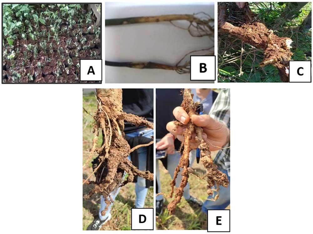 A) Initial symptoms of seed rot of Sacha Inchi in nursery; B) Neck rot symptoms in nursery; C) Symptoms of root rot in adult plants in plantation. D and E) Sacha Inchi roots with strong nematode involvement eight months after planting. Note the abundant presence of galls. / A) Síntomas iniciales de pudrición de la semilla de Sacha Inchi en vivero; B) síntomas de pudrición del cuello en vivero; C) Síntomas de pudrición de la raíz en plantas adultas en plantación. D y E) Raíces de Sacha Inchi de ocho meses luego de plantadas, con fuerte presencia de nematodos. Observe la abundante presencia de agallas.