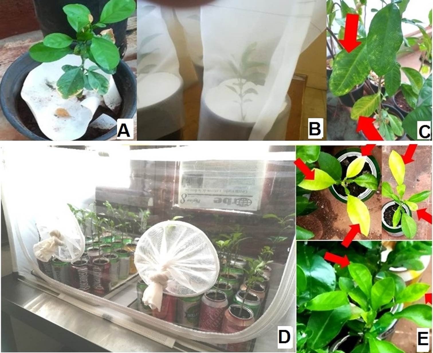 Citrus aurantium seedlings used in transmission trials with D. citri: A) before insect inoculation, B and D) during incubation, C, and E) with symptoms six months after inoculation / Plántulas de Citrus aurantium usadas en los ensayos de transmisión con Diaphorina citri: A) previo a la inoculación con insectos, B y D) durante la incubación, C y E) seis meses posteriores a la inoculación, con síntomas.
