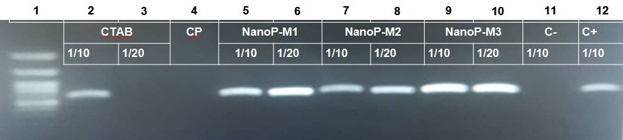 Fragmentos amplificados (580 pb) a partir de los ADN purificados, protocolo de CTAB (lineas 2 y 3). Líneas 5 a 10, protocolo con juego de reactivos CEA-NANO+ RNA 3.0 (NanoP-M1, NanoP-M2, NanoP-M3). Los ADN de cada muestra, con síntomas de begomovirus, fueron di-luidos a 1/10 y 1/20. Marcador de peso molecular de 100 pb (Línea 1, Nippon Genetic Europe GmbH), Control del proceso PCR (CP, Línea 4), Control negativo (C-, Línea 11), Control posi-tivo (C+, Línea 12) / Amplified fragments (580 pb) from purified DNA, CTAB protocol (Lanes  2 and 3),   Lanes 5 to 10, CEA-NANO+ RNA3.0 kit protocole (NanoP-M1, NanoP-M2, NanoP-M3). The DNA from each sample with begomovirus symptoms were diluted to 1/10 and 1/20. Molecular weight marker (Lane 1, Nippon Genetic Europe GmbH), Process PCR control (CP, Lane 4), Negative control ( C-, Lane 11), Positive control ( C+, Lane 12).
