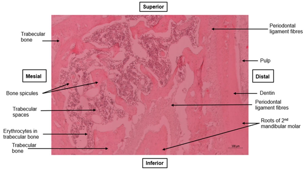 A photomicrograph showing a coronal section of the area between the roots of the 1st and 2nd molar teeth of the mandible (taken from the buccal aspect of the bone). Scale bar = 100 microns at x 5 magnification. For orientation purposes.